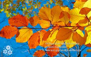 Осень (EN: Autumn) Времена года осенние обои, картинки, скачать 3413 обои на рабочий стол. Красивые бесплатные фото природы для рабочего стола
